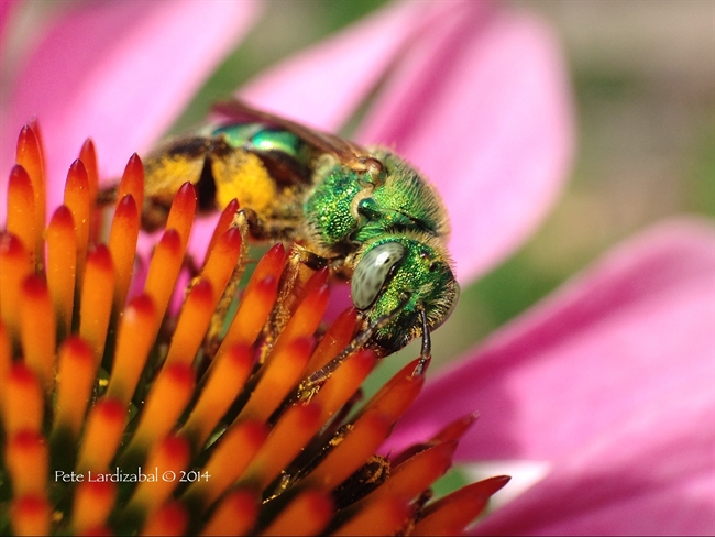 Metallic Green Bee