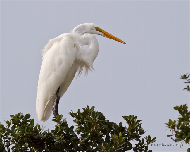 August Egret image