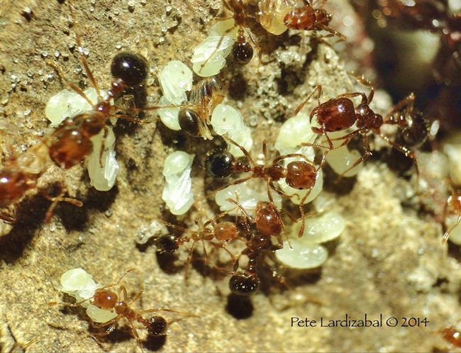 Fire Ant pupas and caretakers