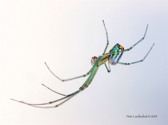 Orchard Orbweaver