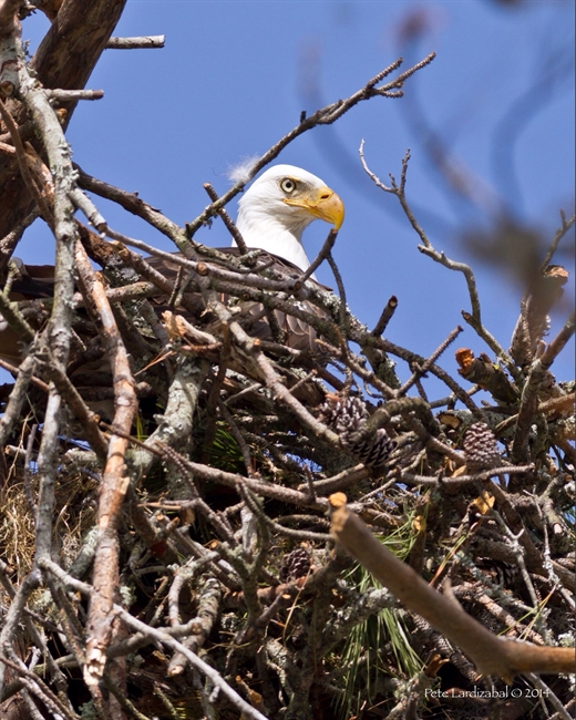 A new nest 