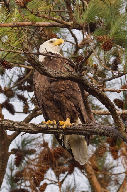 Watchful Father image