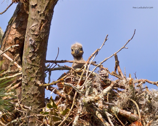 A new Eaglet