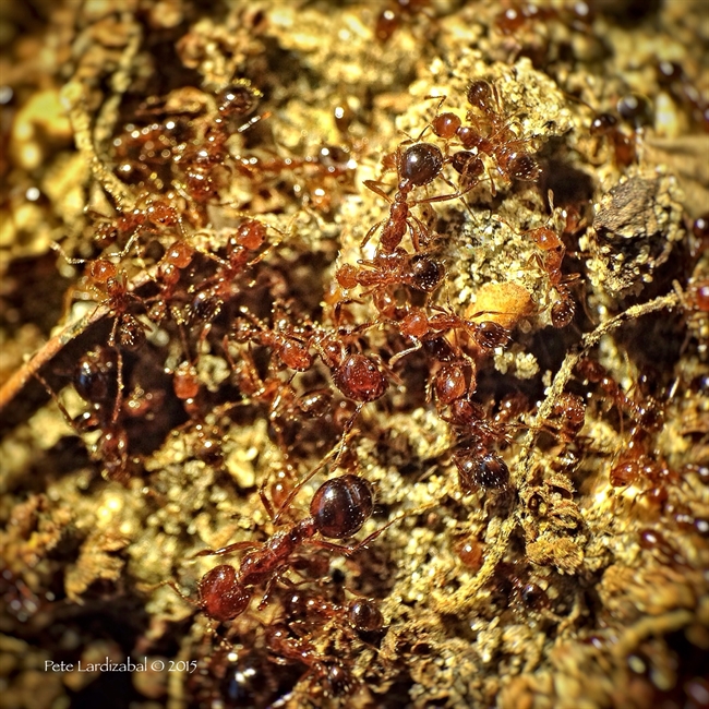 Fire ant frenzy...