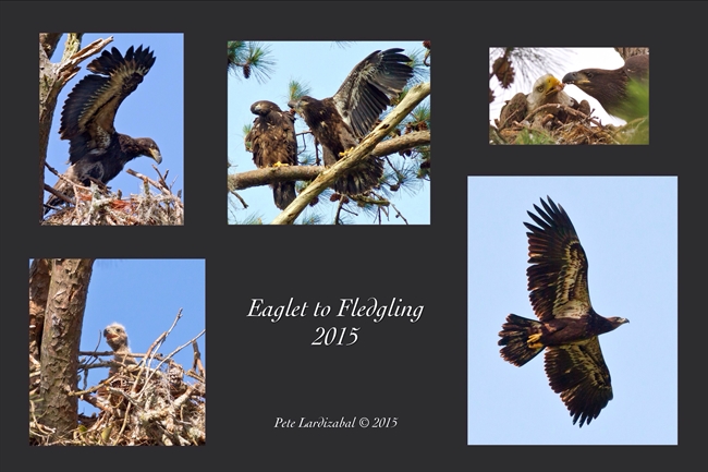 Eaglet to Fledgling