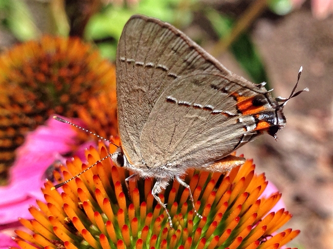 Odd butterfly...