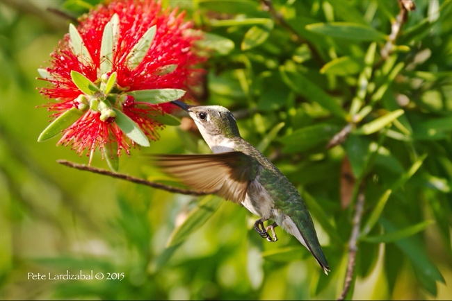 White cap Ruby Throated hummingbird female