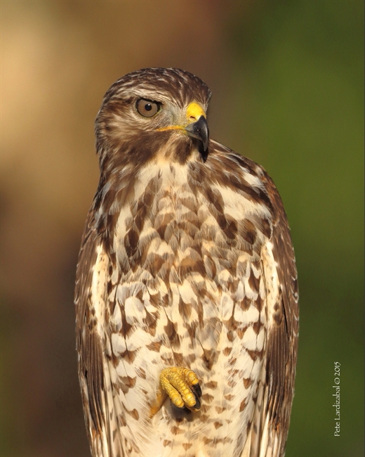 Red-Shouldered fledgling