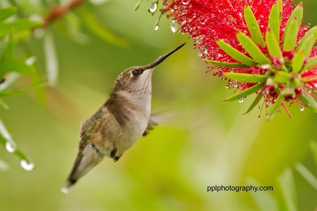 Chubby juvenile Hummingbird 