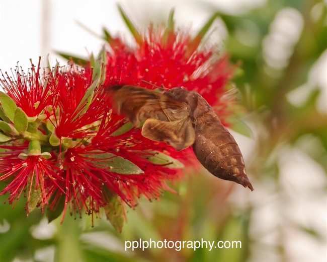 Late afternoon Hummingbird Moth image