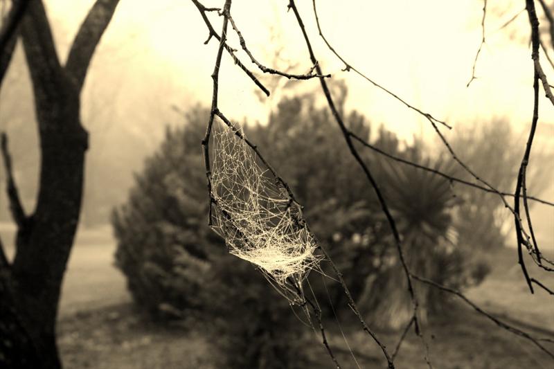 Spiderweb