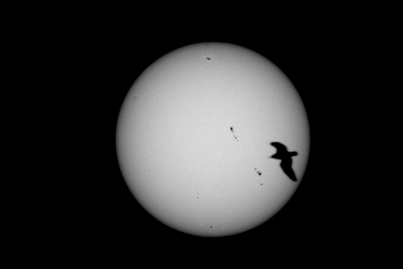 Sol and a seagull