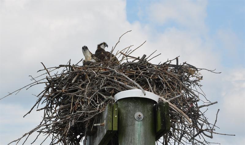 Osprey Nesting