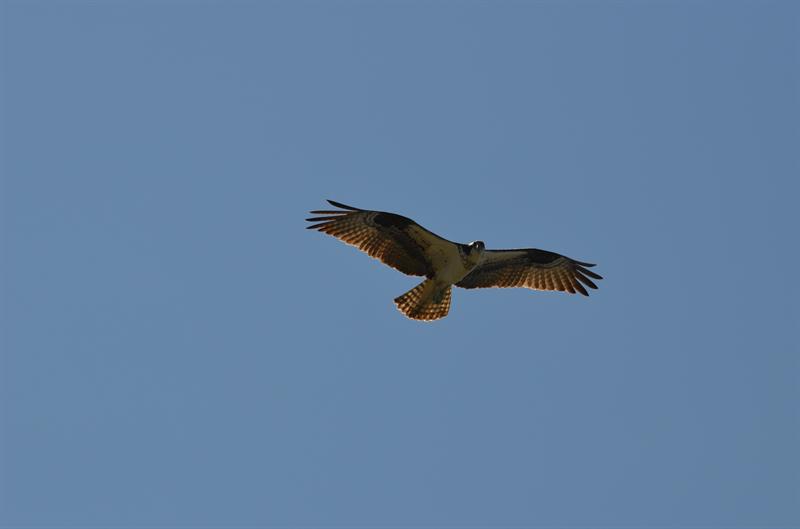 Osprey