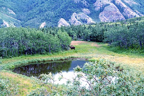 Moose on the Loose
