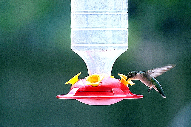 Hummer