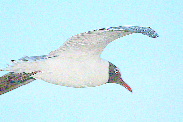 Breeze Bird
