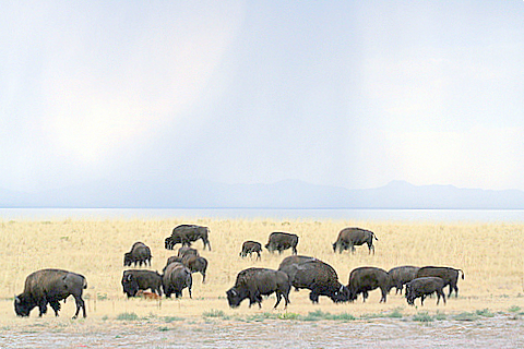 Bison Home on the Rain