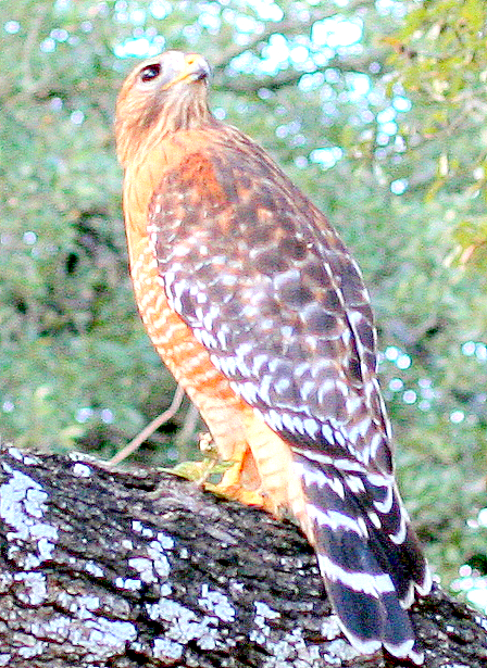 Backyard Hawk