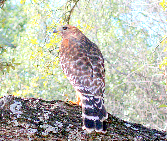 Backyard Hawk II