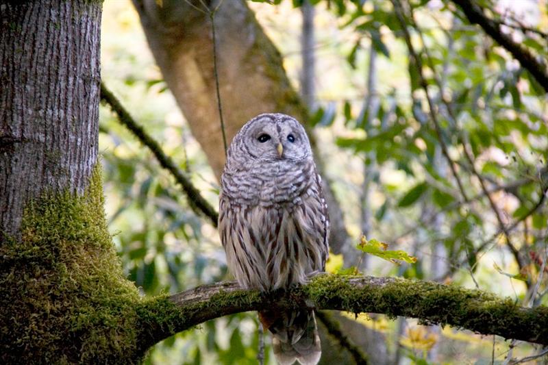 Barred Owl image