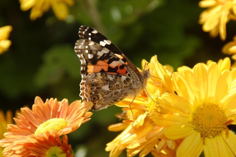 Painted Lady on Chrysanthemum