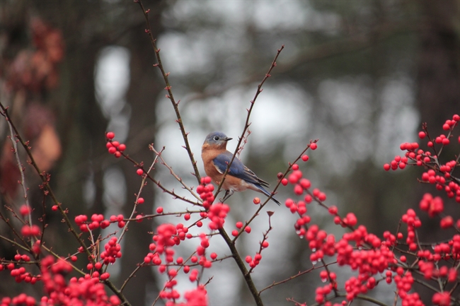 Eastern Bluebird image
