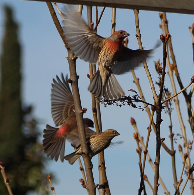 House Finches