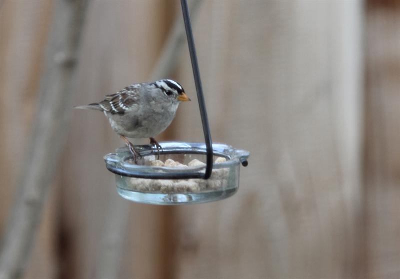 White Crowned Sparrow