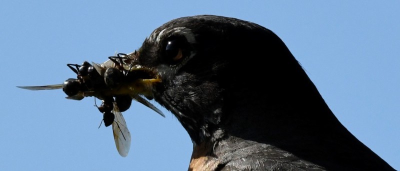 Mama robin bringing lunch for the kiddies