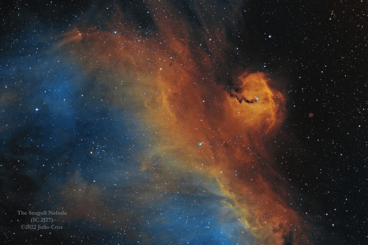 The Amazing Seagull - IC 2177