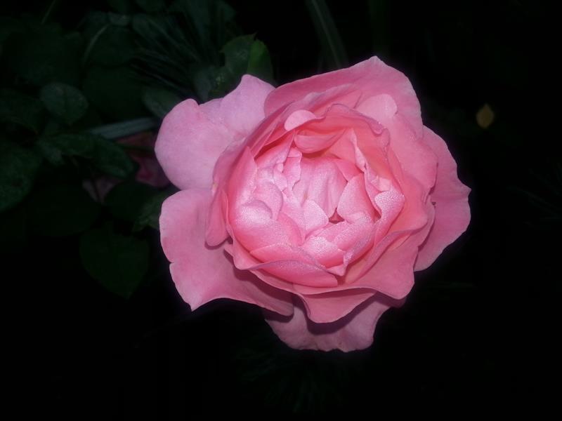 rose image