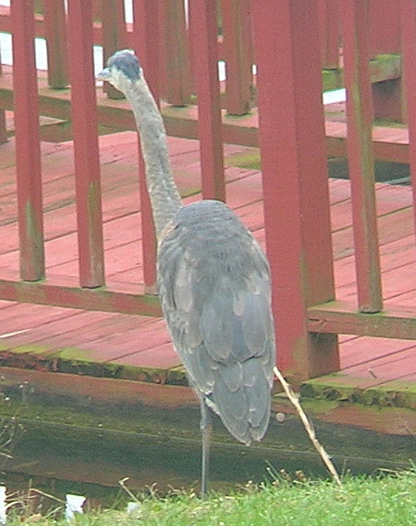 Propped-up heron image