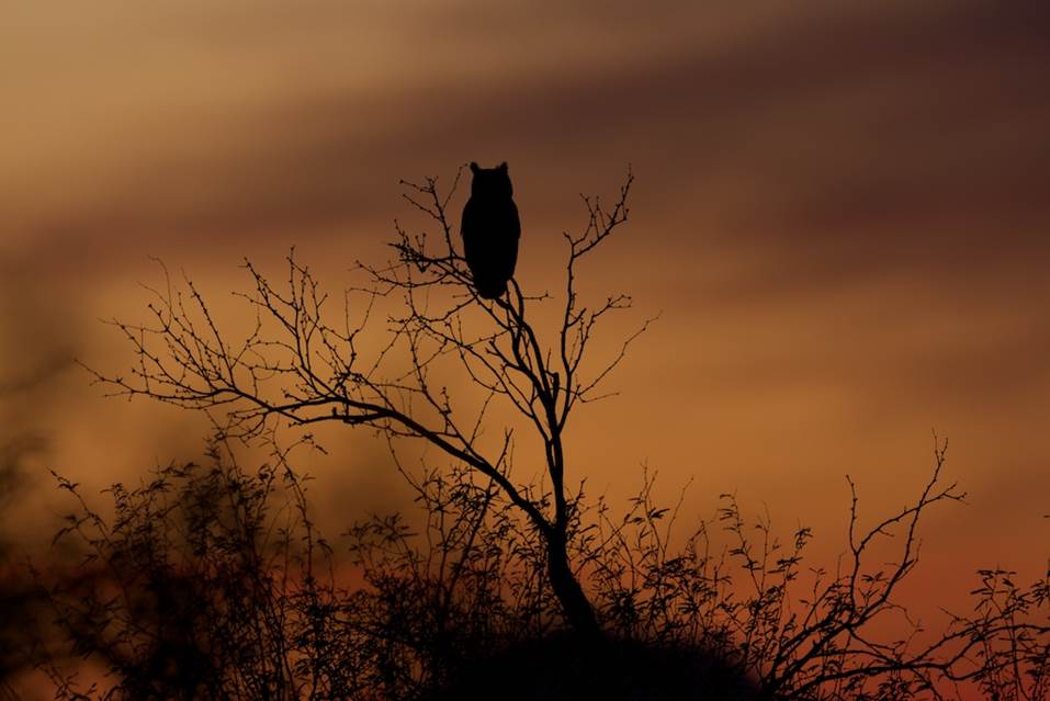 Great Horned Owl image