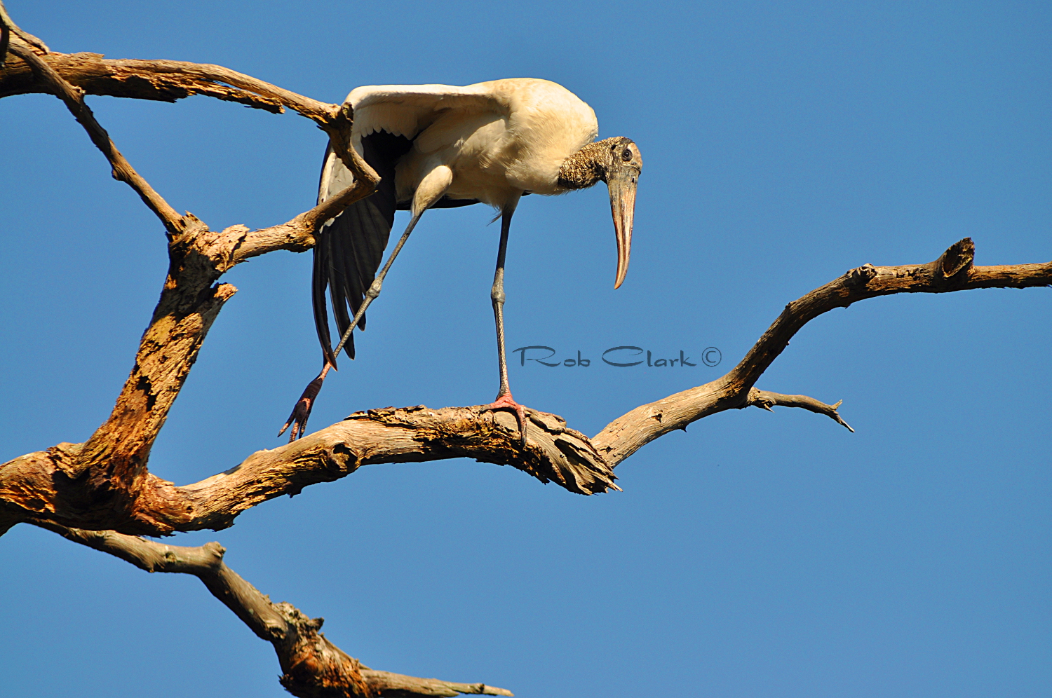 Woodstork on Deadwood image