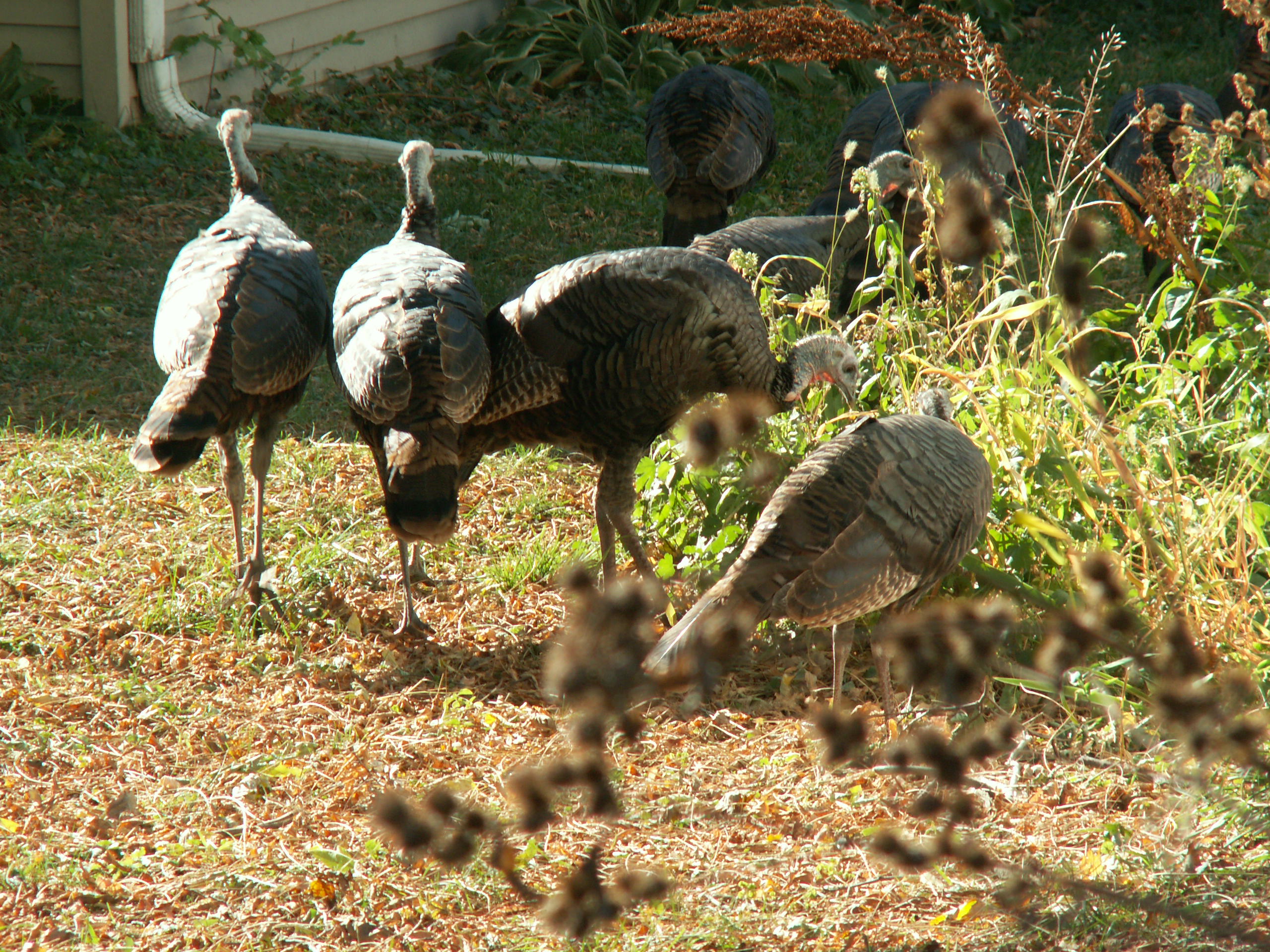 Urban Turkeys image