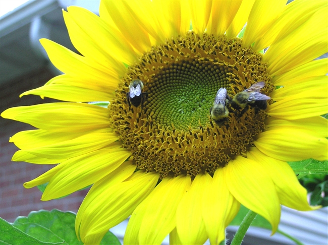  SUNFLOWER image