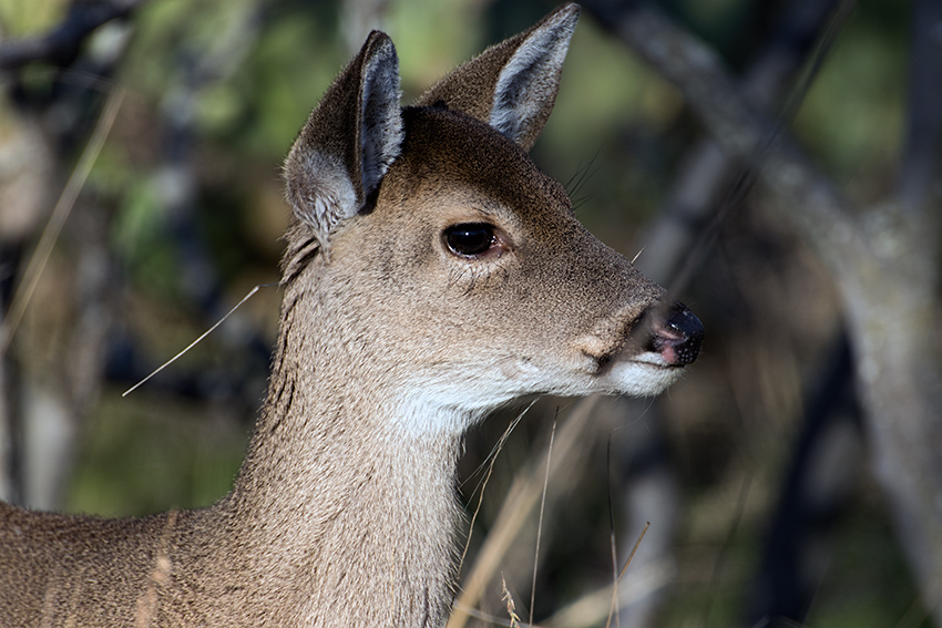 WhiteTail