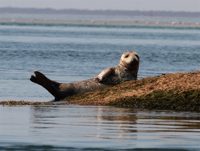 Entangled Seal