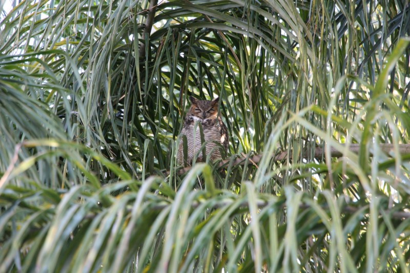 Great Horned Owl