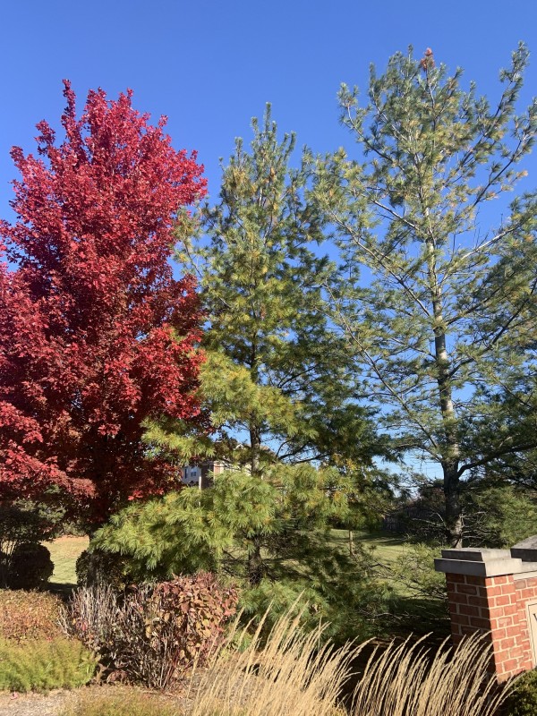 Contrasting Fall Colors