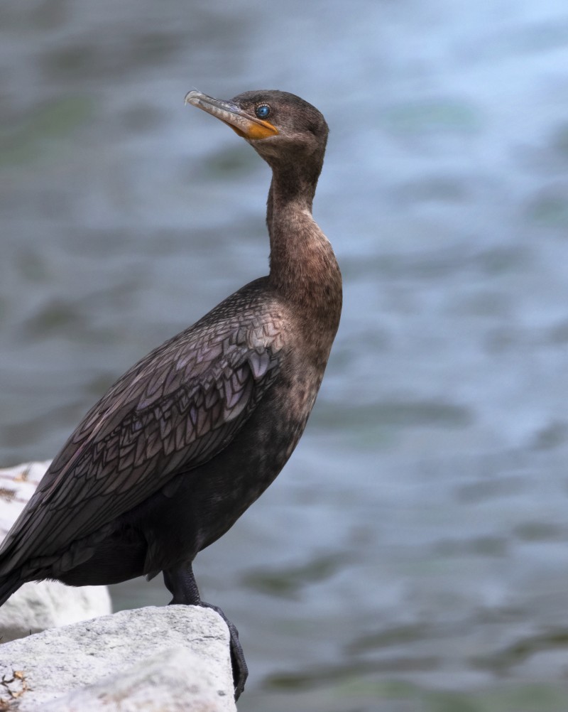 Double-crested Cormorant