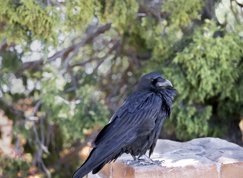 Raven at Bryce Canyon