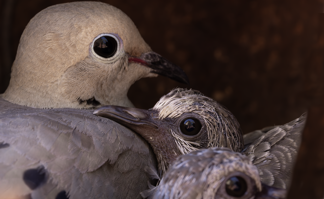 Dove with young