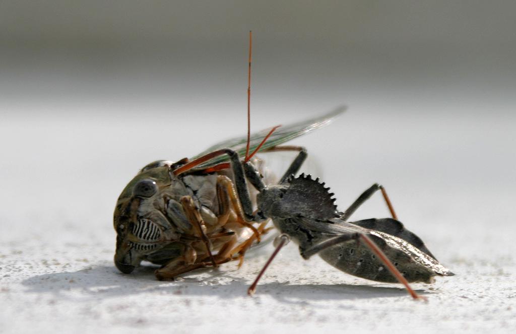 Bug .vs Bug