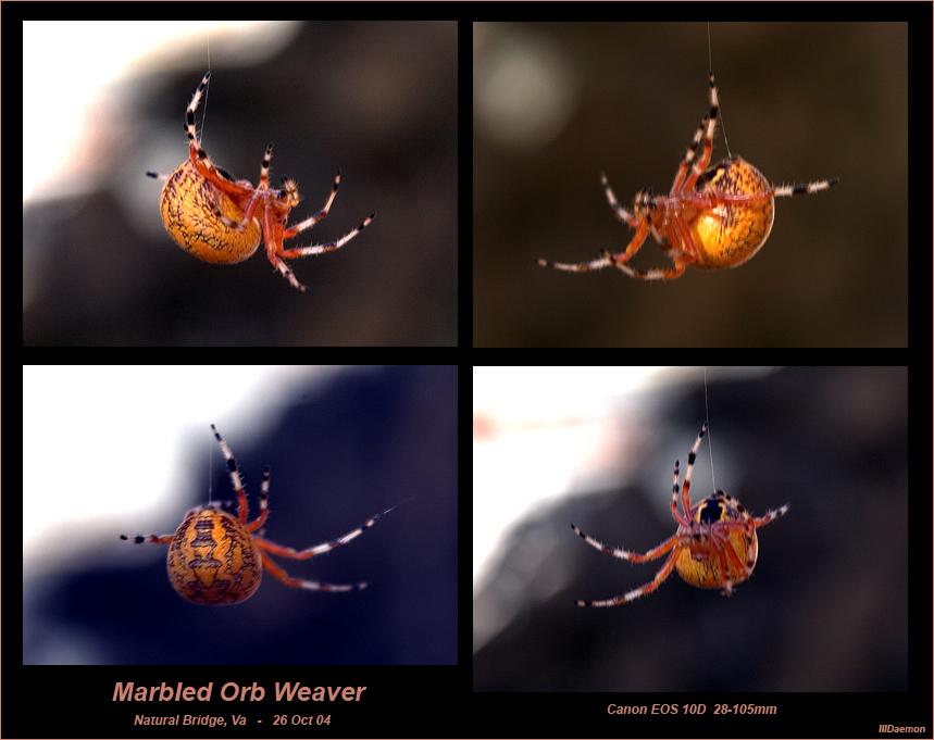 MarbledOrbWeaver-26Oct04-2