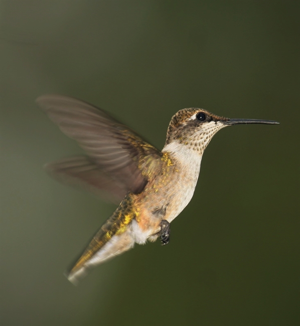 Female Ruby Throat