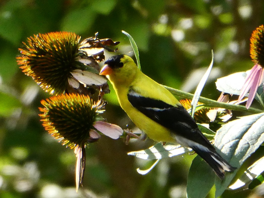 Goldfinch and Echinacea