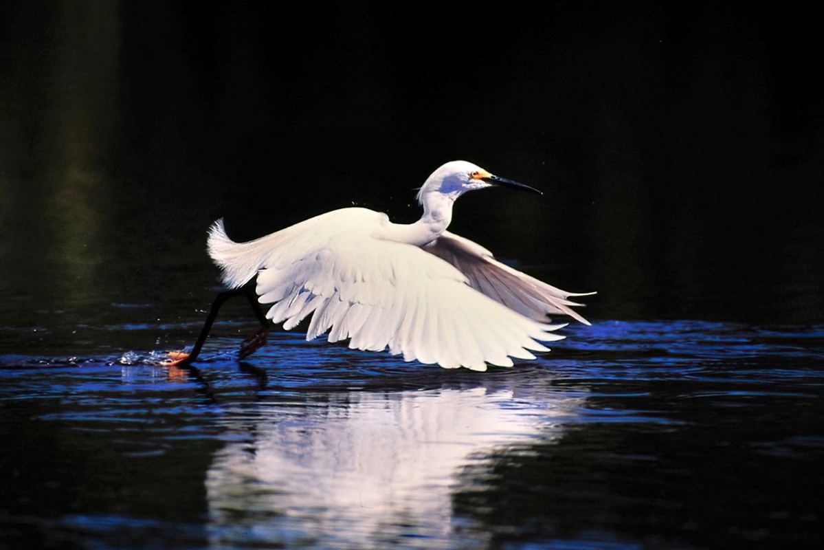 Snowy Egret on Velvia 50