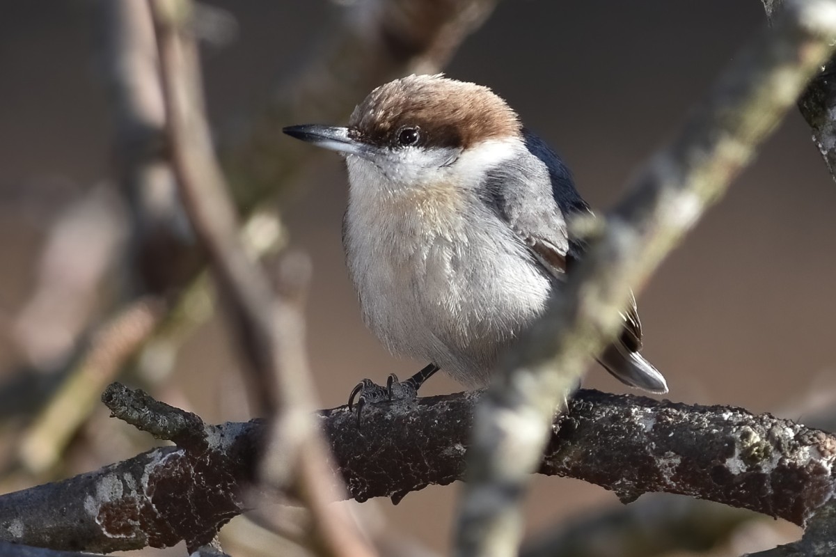 Brown headed Nuthatch